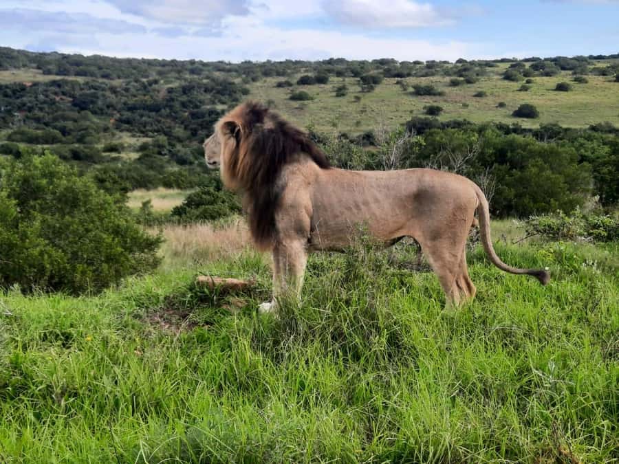 Addo Elephant Park:Safari Tour meet Big 5 to be satisfied - Key points at a glance
