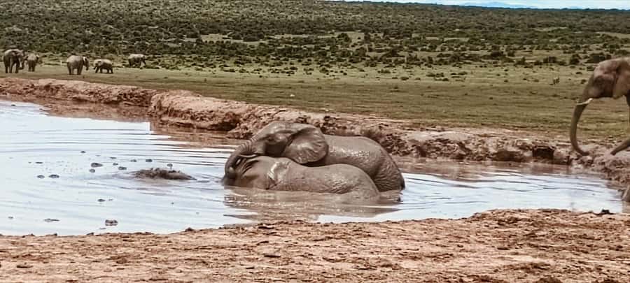 Addo Elephant Park:Safari Tour meet Big 5 to be satisfied - From the PE Harbour to Addo’s elephant country