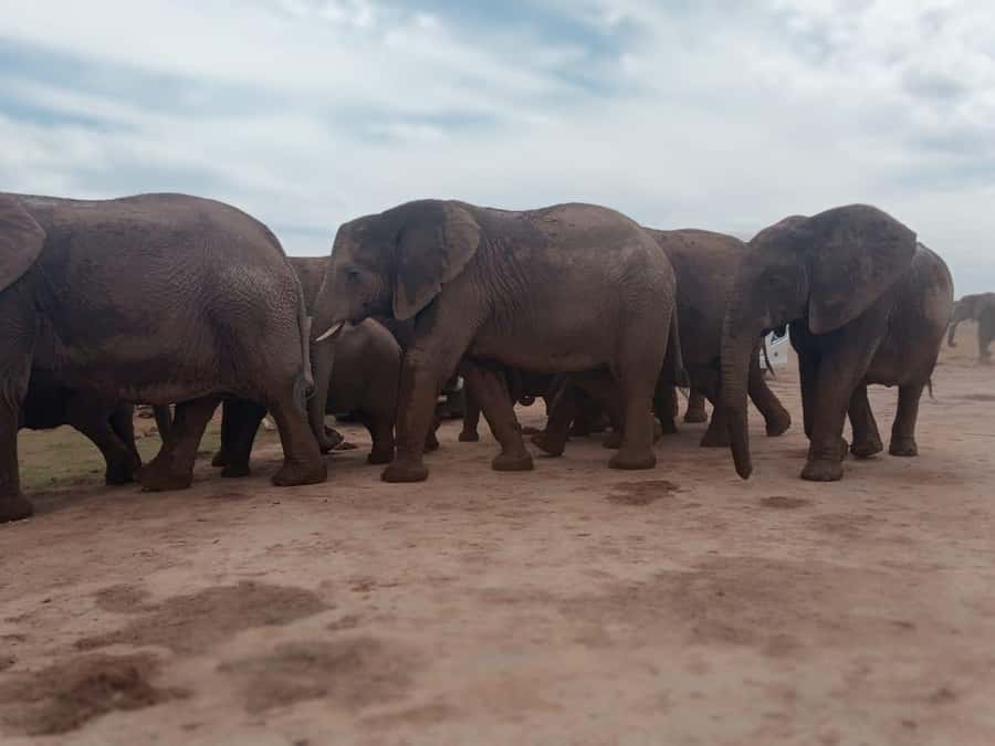 Addo Elephant Park:Safari Tour meet Big 5 to be satisfied - Why elephant sightings are the heart of the day