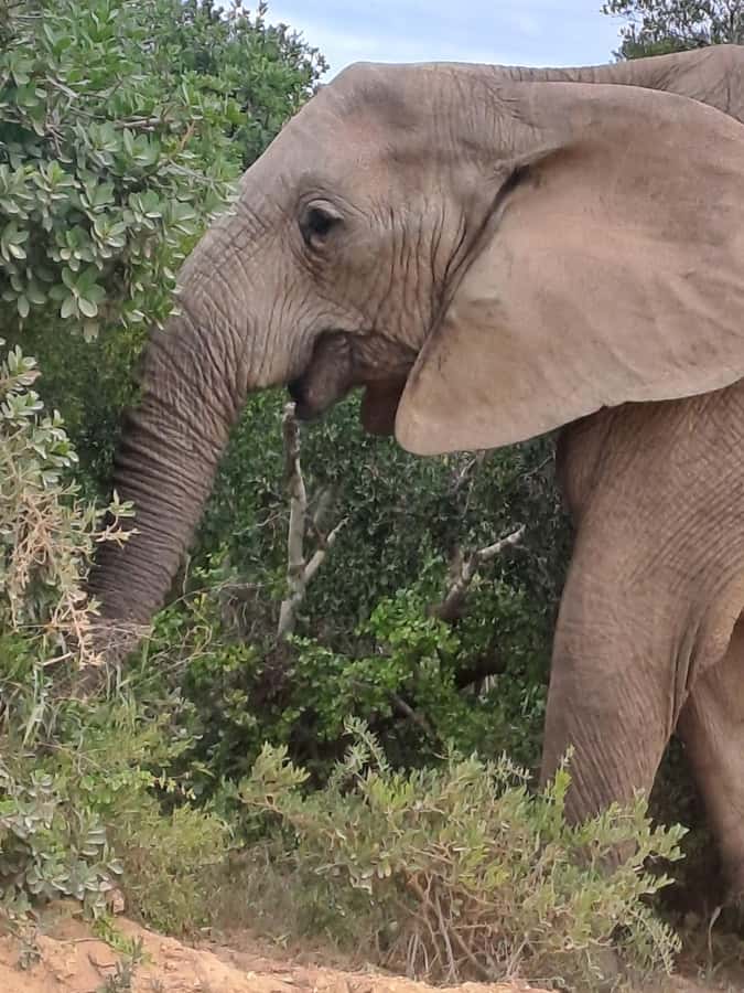 Addo Elephant Park:Safari Tour meet Big 5 to be satisfied - What the $221 price really covers