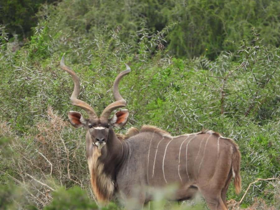Addo Elephant Park:Safari Tour meet Big 5 to be satisfied - The vehicle question: practical, but not perfect