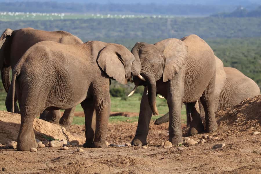 Addo Elephant Park Tours. Full Day - Guides who make the wildlife easier to read