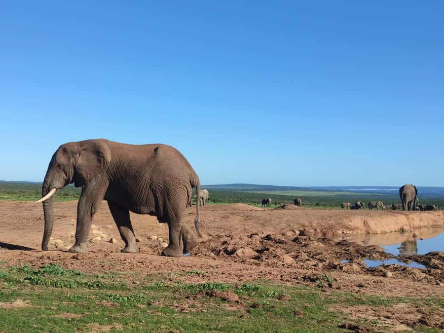 Addo Elephant Park Tours. Full Day - What the $186 price really covers