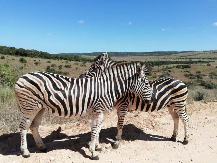 Addo Elephant Park Tours. Full Day - Wildlife expectations and the reality of a busy park