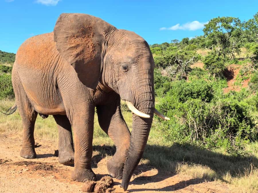 ADDO ELEPHANT PARK - Three and a Half Hours Inside Addo