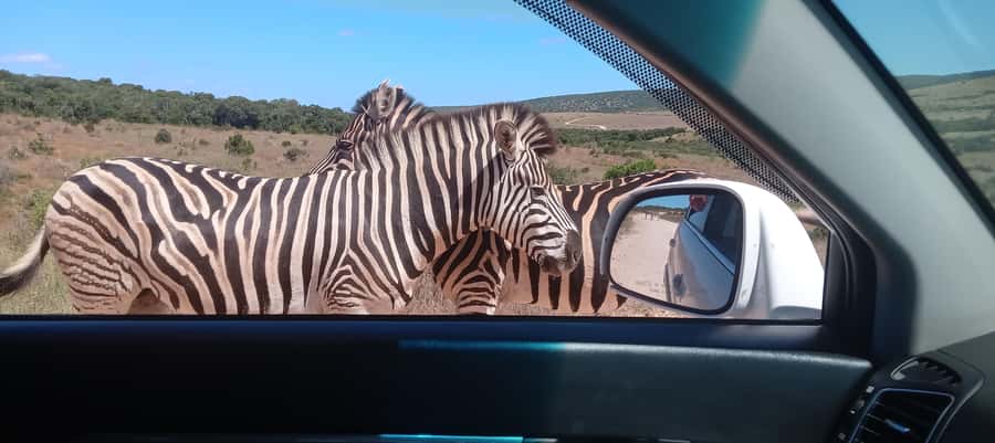 Addo: Game Drive in Addo Elephant National Park Private - Key points before you book