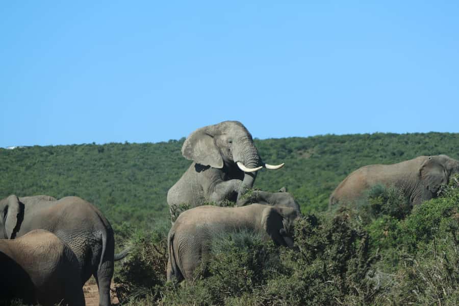 Addo: Game Drive in Addo Elephant National Park Private - Eight hours of driving, stops, and animal watching