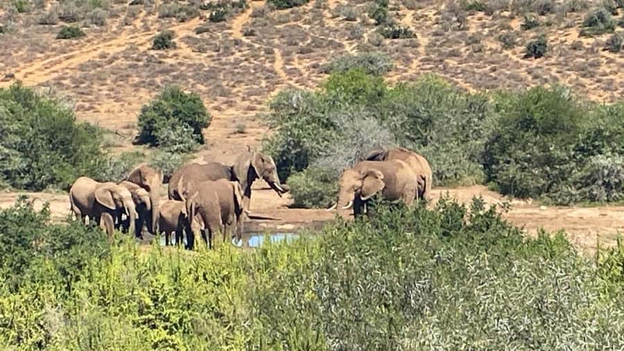 Addo: Game Drive in Addo Elephant National Park Private - Breakfast, lunch, and a South African barbecue