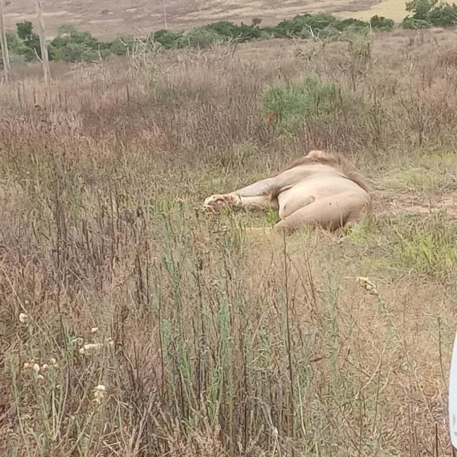 Addo: Game Drive in Addo Elephant National Park Private - What the $270 price really buys