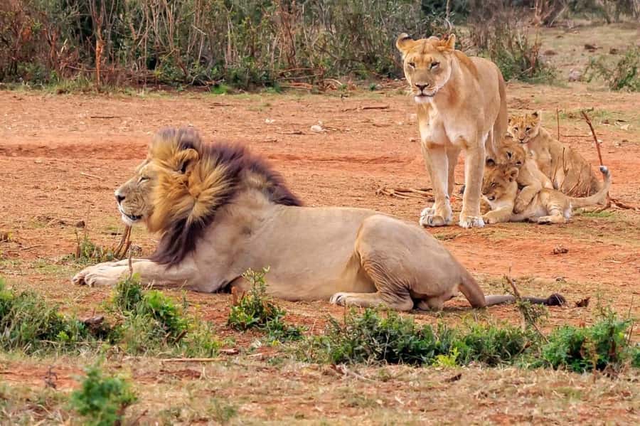 Addo National Park all-inclusive with Traditional BBQ Lunch - Key points to know before booking