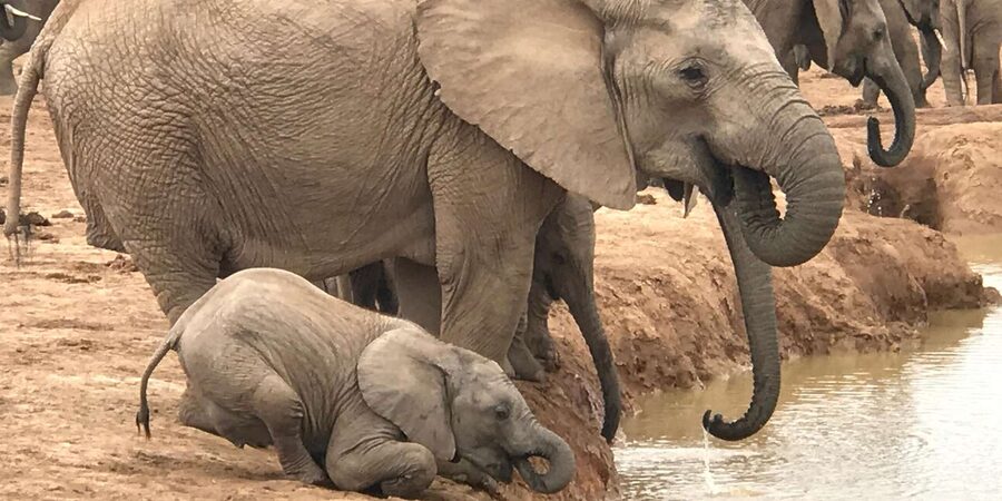 Addo National Park all-inclusive with Traditional BBQ Lunch - Important rules and small details