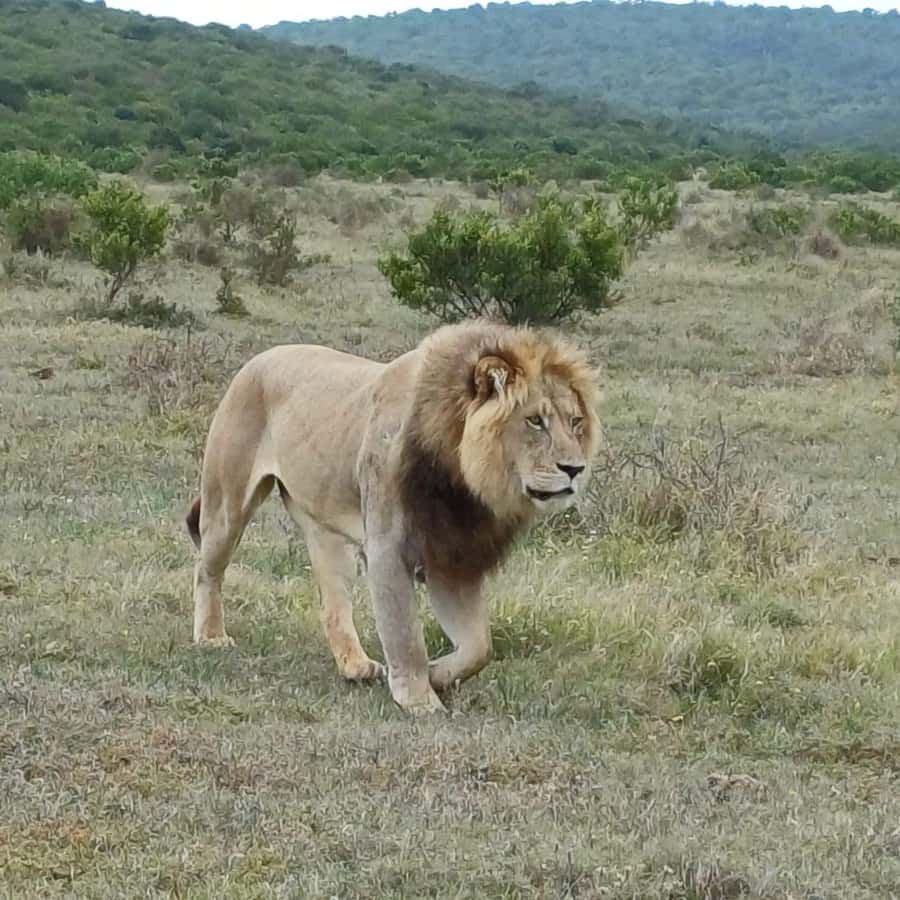 Addo National Park all-inclusive with Traditional BBQ Lunch - Why Addo is more than an elephant park