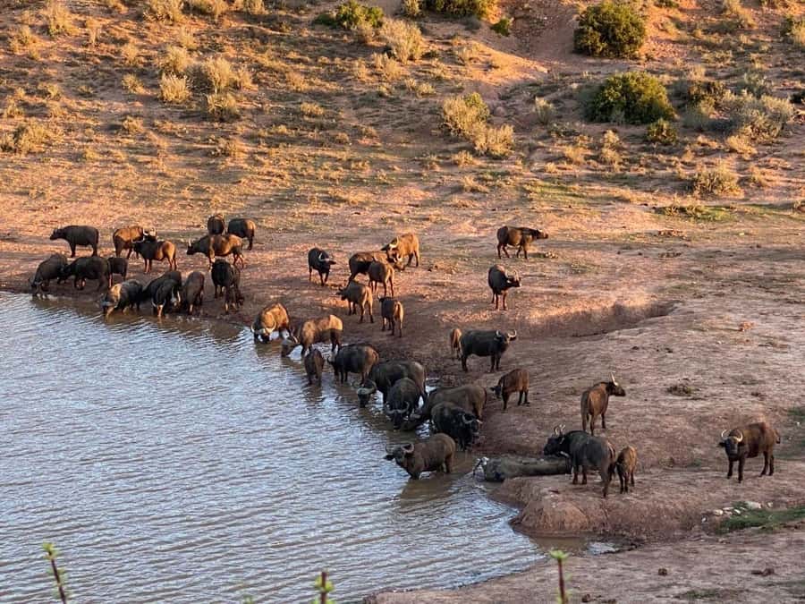 Addo National Park all-inclusive with Traditional BBQ Lunch - A full day in Addo’s main sections