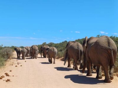 Addo National Park all-inclusive with Traditional BBQ Lunch