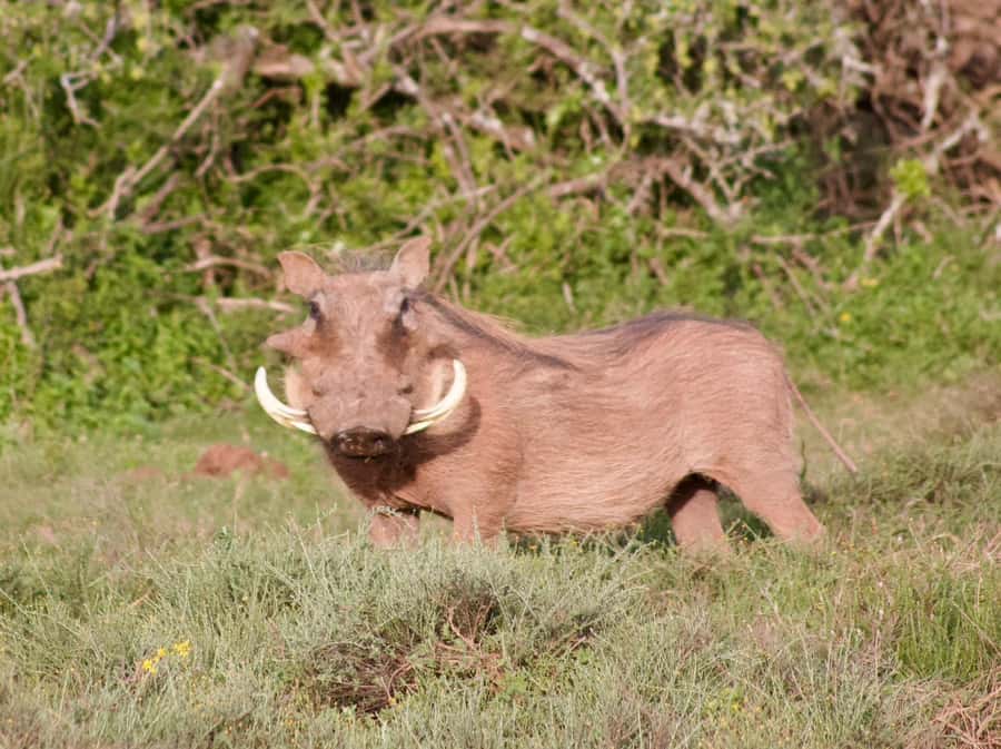 Addo National Park all-inclusive with Traditional BBQ Lunch - Elephant viewing with a safe approach