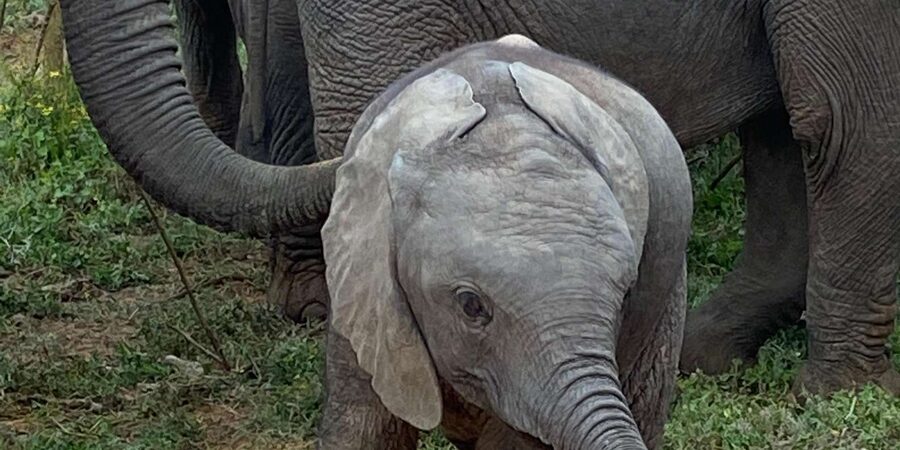 Addo National Park all-inclusive with Traditional BBQ Lunch - The traditional braai lunch