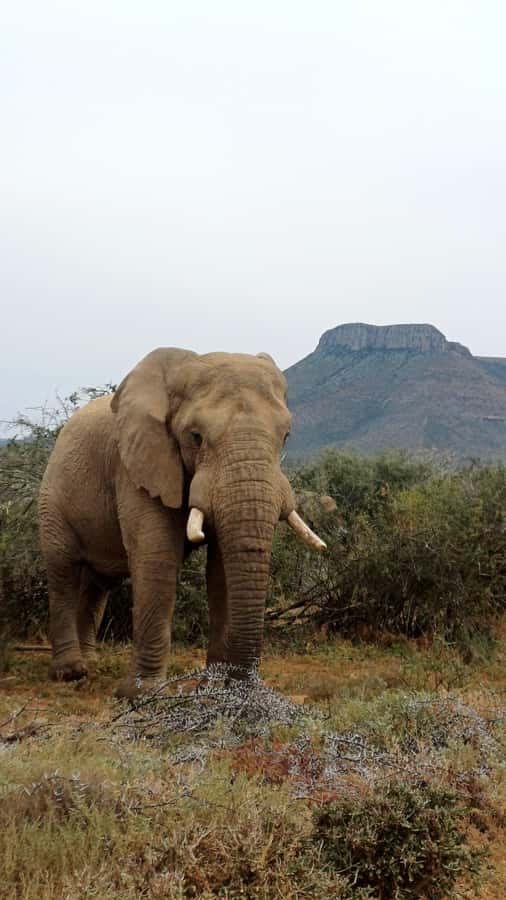 Addo National Park all-inclusive with Traditional BBQ Lunch - What the $127 price really covers