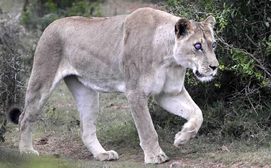 Addo National Park all-inclusive with Traditional BBQ Lunch - Who will enjoy this safari most