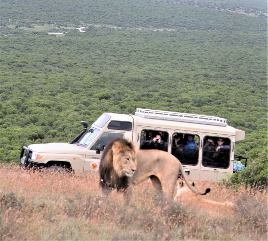 Addo National Park: Full-Day Safari Tour - Key points at a glance