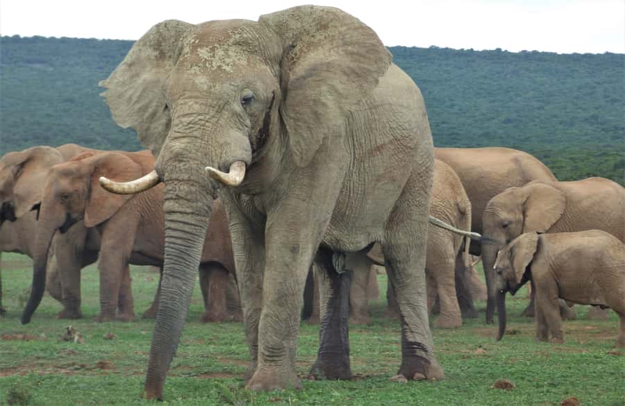 Addo National Park: Full-Day Safari Tour - Why a full day makes sense in Addo