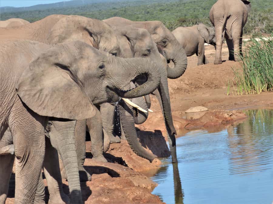 Addo National Park: Full-Day Safari Tour - Inside the Toyota Land Cruiser