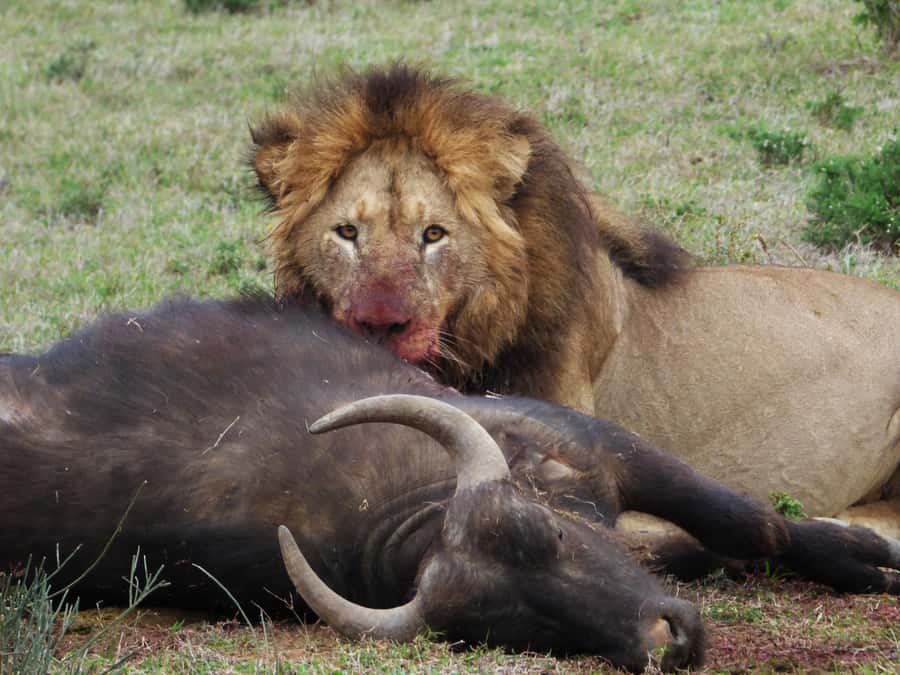 Addo National Park: Full-Day Safari Tour - Starting the safari in a small group