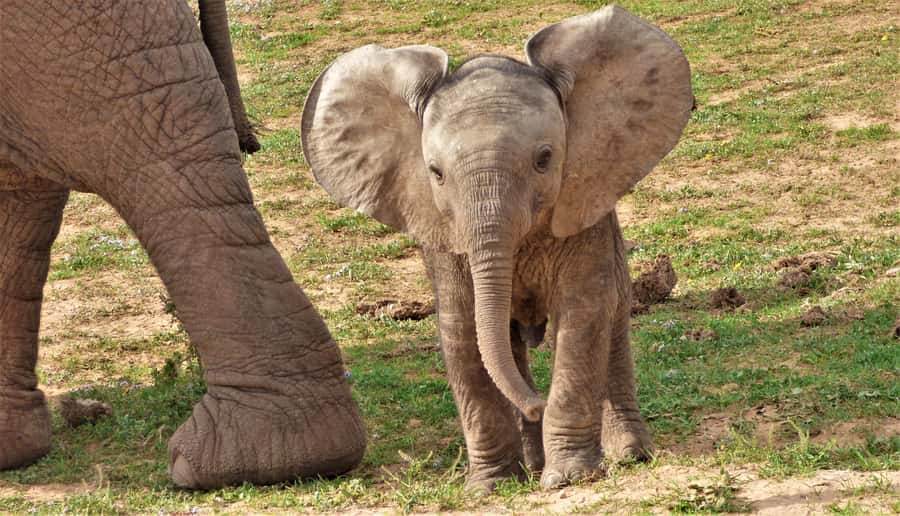 Addo National Park: Guided Half-Day Safari - Five useful things to know before booking