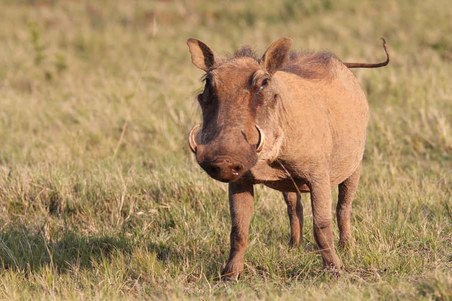 Addo National Park: Guided Half-Day Safari - Practical tips for getting more from the four hours