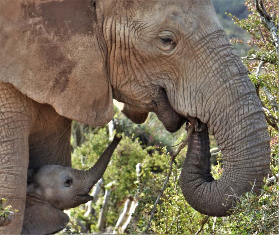 Addo National Park: Guided Half-Day Safari - What this Addo safari is really designed to do