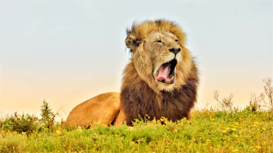 Addo National Park: Guided Half-Day Safari - Four hours in the northern Big 5 area