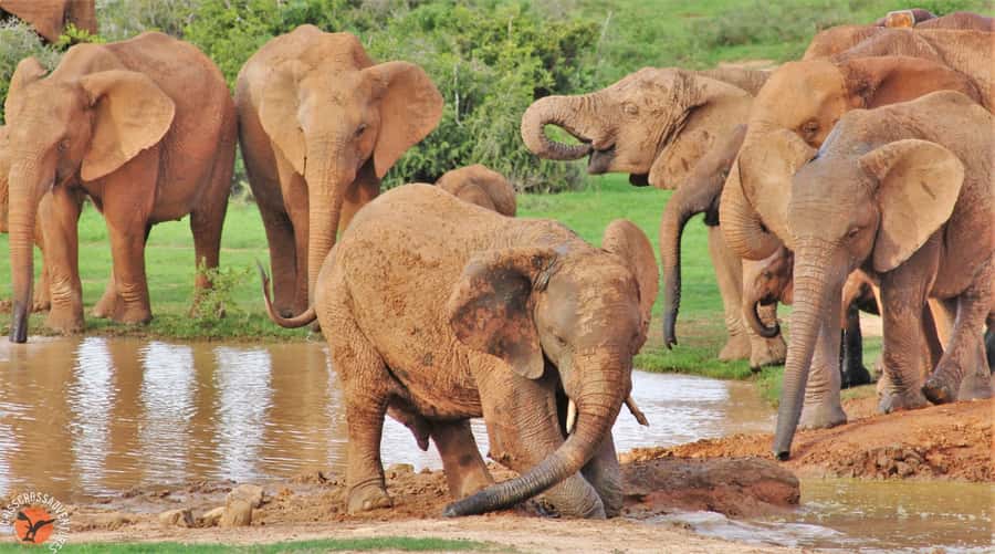 Addo National Park: Guided Half-Day Safari - Why the guide can make or break a short safari