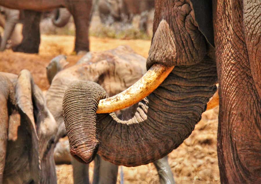 Addo National Park: Guided Half-Day Safari - The closed Toyota Land Cruiser setup
