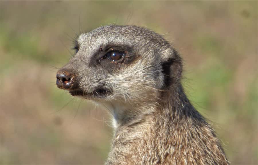 Addo National Park: Guided Half-Day Safari - Snacks, drinks, and the pace of the outing