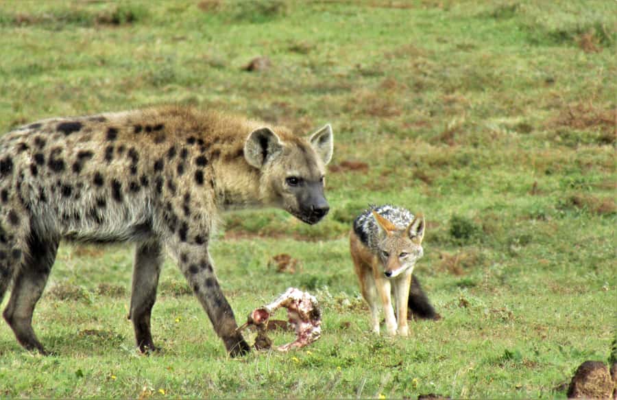 Addo National Park: Guided Half-Day Safari - Who will enjoy this safari most?