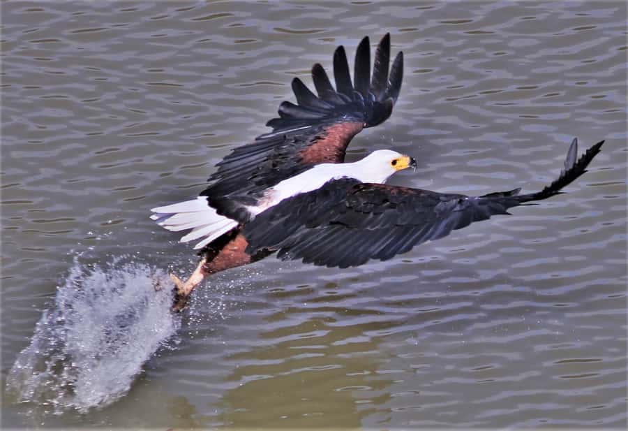 Addo River Safari - Guided Tour via Canoe - Sliding Onto the Sundays River