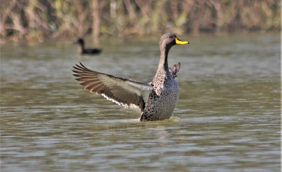 Addo River Safari - Guided Tour via Canoe - Birdwatching Along the River