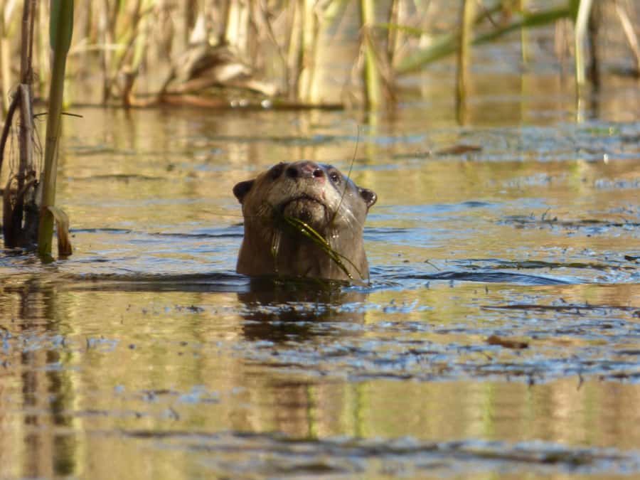 Addo River Safari - Guided Tour via Canoe - Scenery From a Low Seat