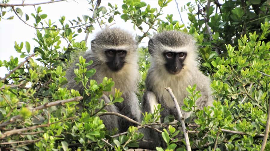 Addo River Safari - Guided Tour via Canoe - Drinks, Snacks, and Practical Comfort