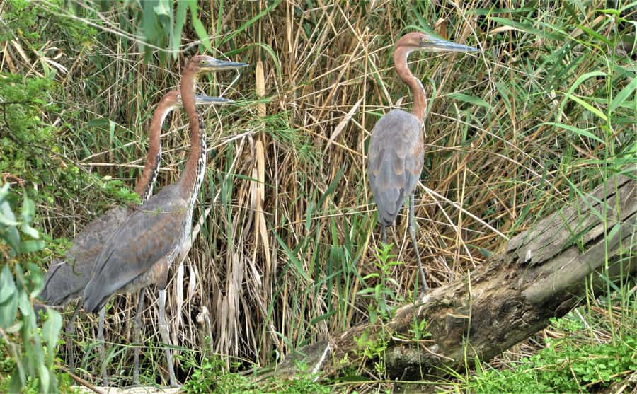 Addo River Safari - Guided Tour via Canoe - Who Should Book This Tour?