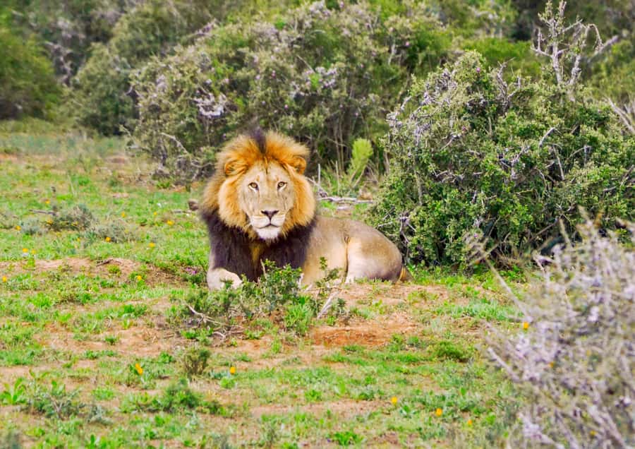 Addo Safari Full Day Tour - Key points at a glance