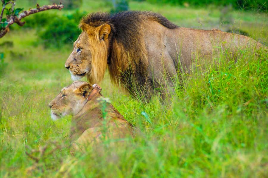 Addo Safari Full Day Tour - Why a full day in Addo makes sense