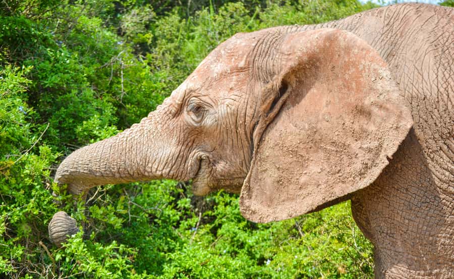 Addo Safari Full Day Tour - Searching for Addo’s elephants and Big 5