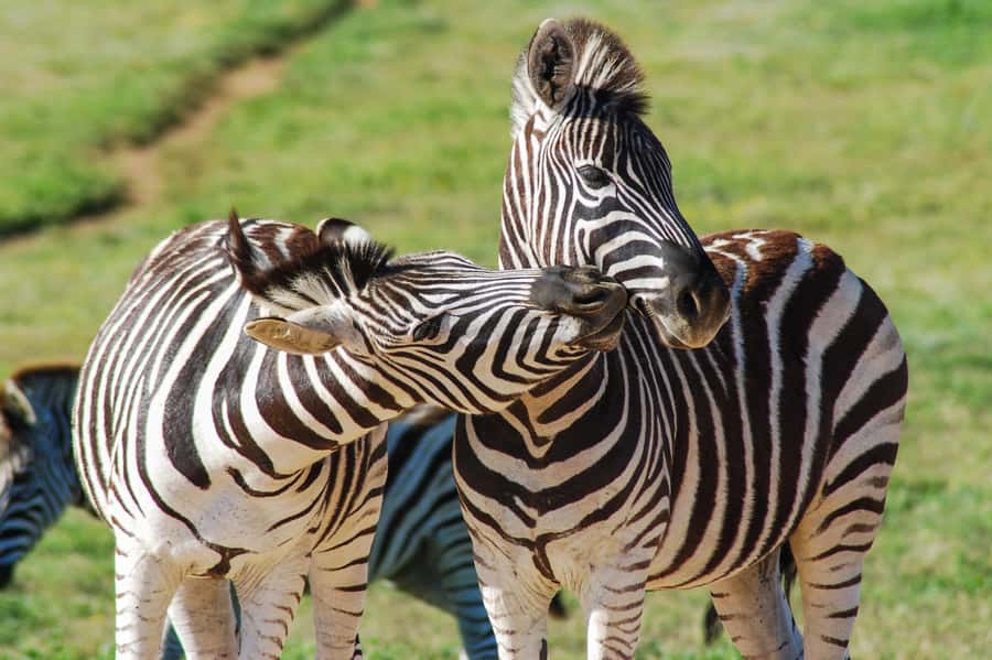 Addo Safari Full Day Tour - Comfort, timing, and group expectations