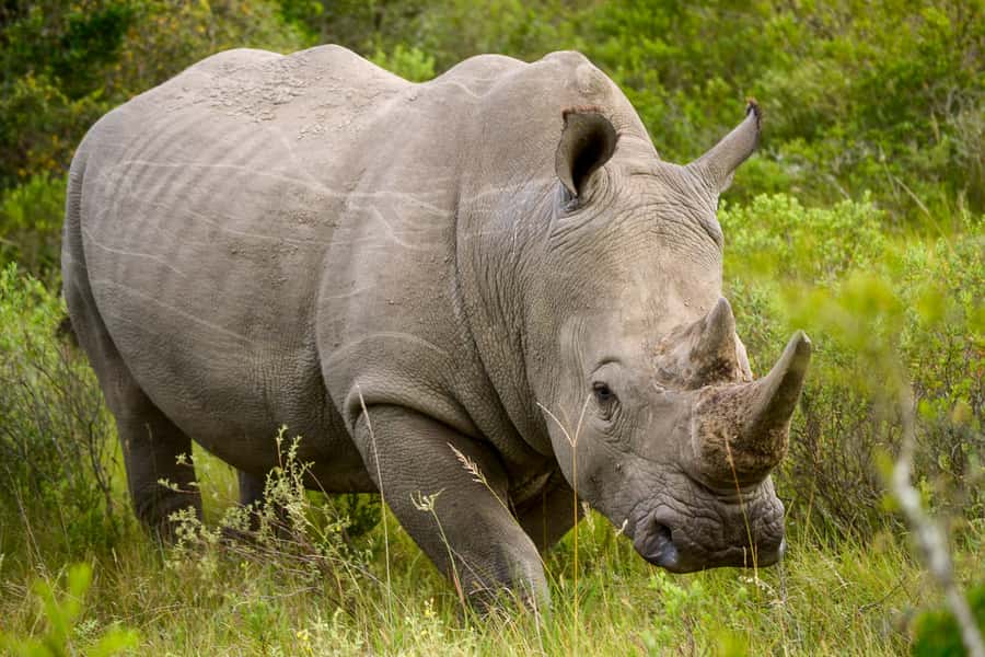 Addo Safari Full Day Tour - The good and less good parts