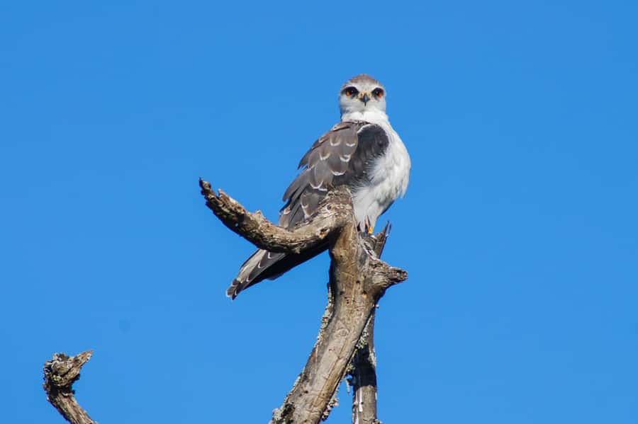 Addo Safari Full Day Tour - Who should book this Addo safari?