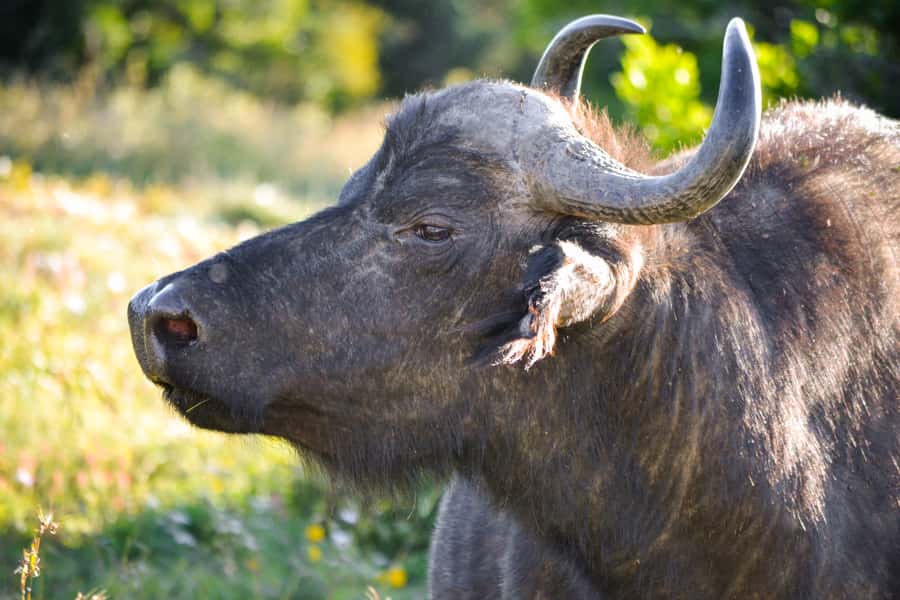 Addo Safari Full Day Tour - Should you book it?