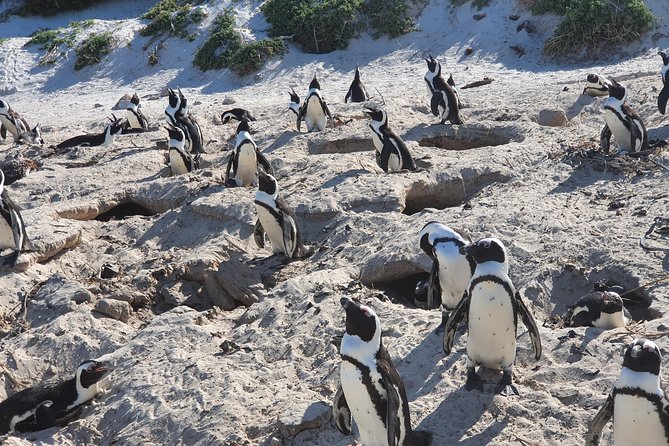 African Penguins (Boulders Beach) Half Day tour from Cape Town - Muizenberg Beach adds color and surf culture