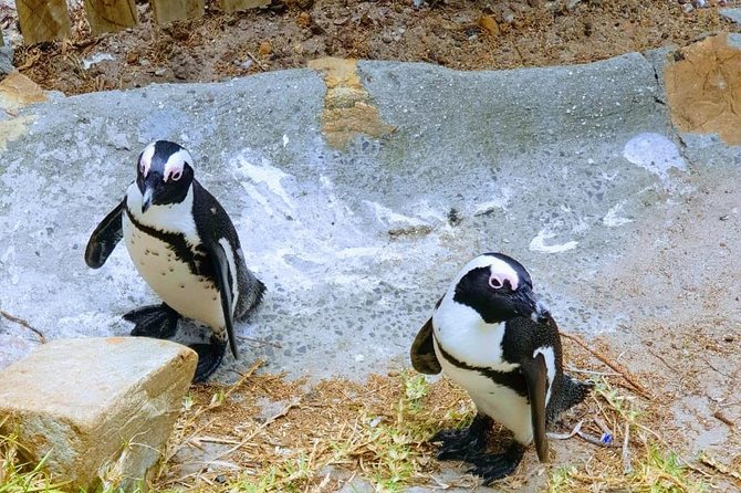 African Penguins (Boulders Beach) Half Day tour from Cape Town - The guides: friendly, flexible, and different in style