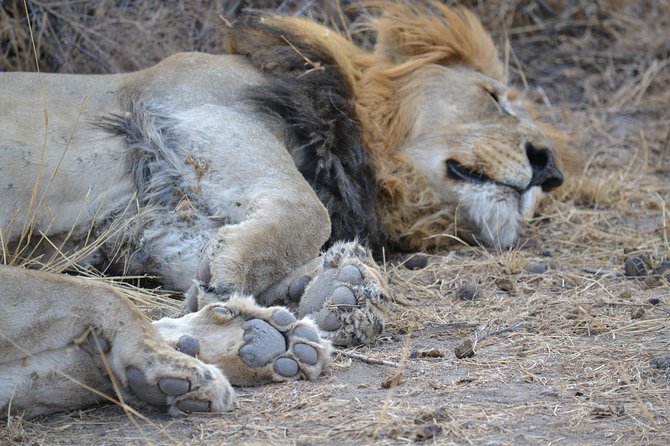 African Safari in Pilanesberg National Park - 1 day adventure - The 6:00 am pickup from Johannesburg