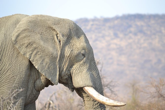 African Safari in Pilanesberg National Park - 1 day adventure - What the three-hour open-top drive is like